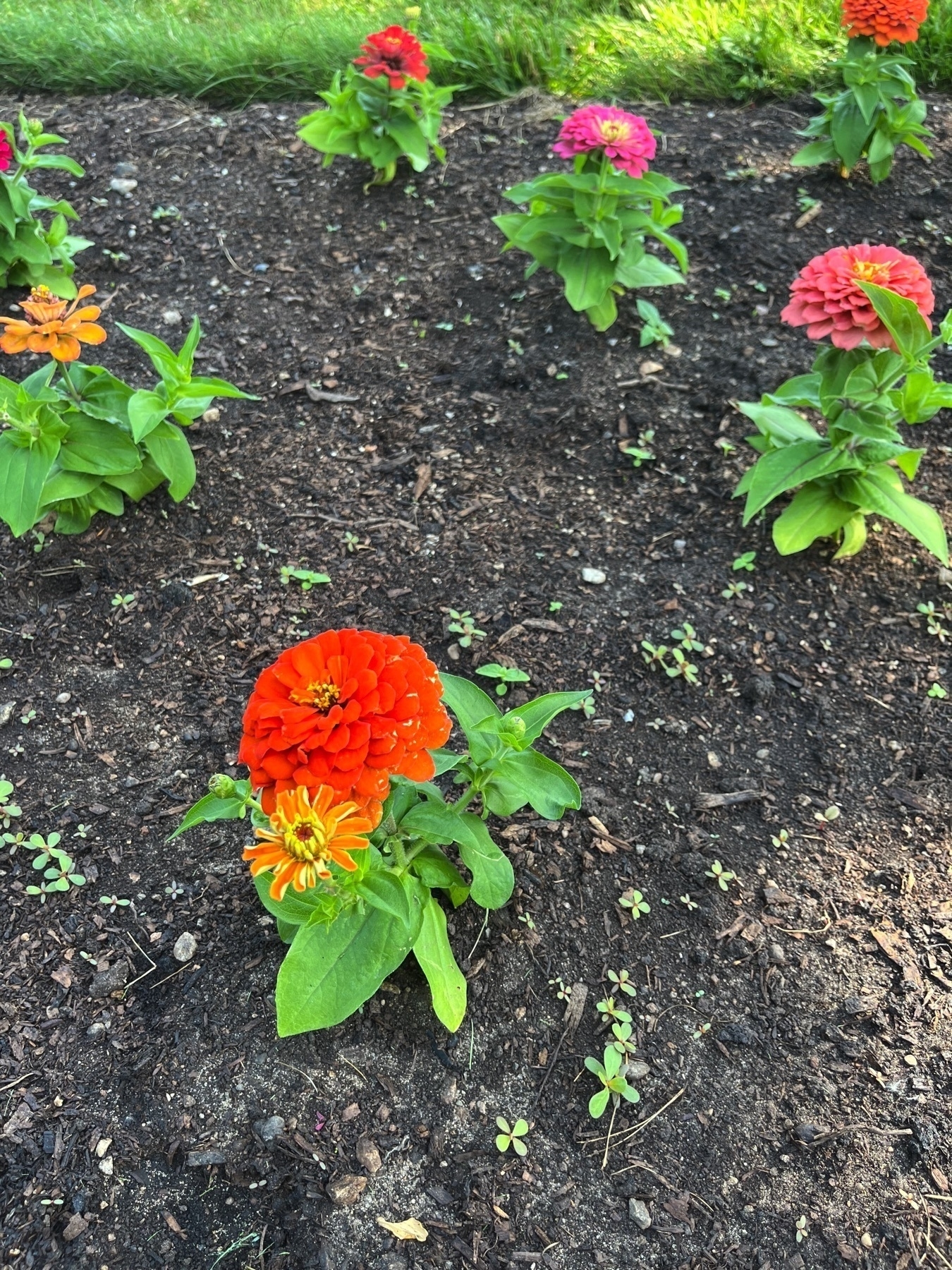 A garden bed features colorful zinnia flowers in various stages of bloom.