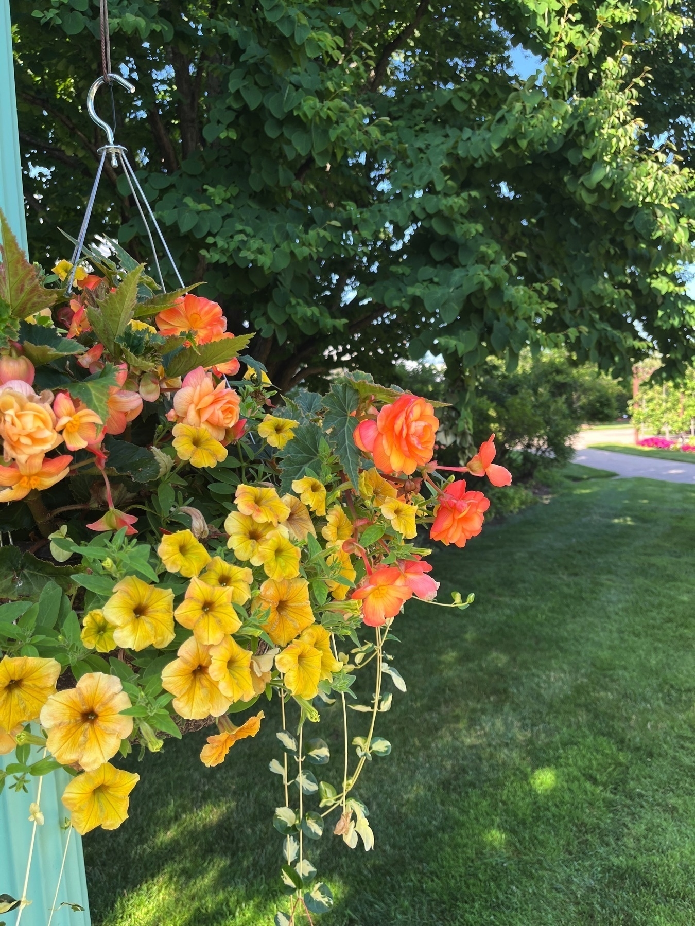 A hanging basket showcases vibrant orange and yellow flowers against a backdrop of lush green trees and grass.