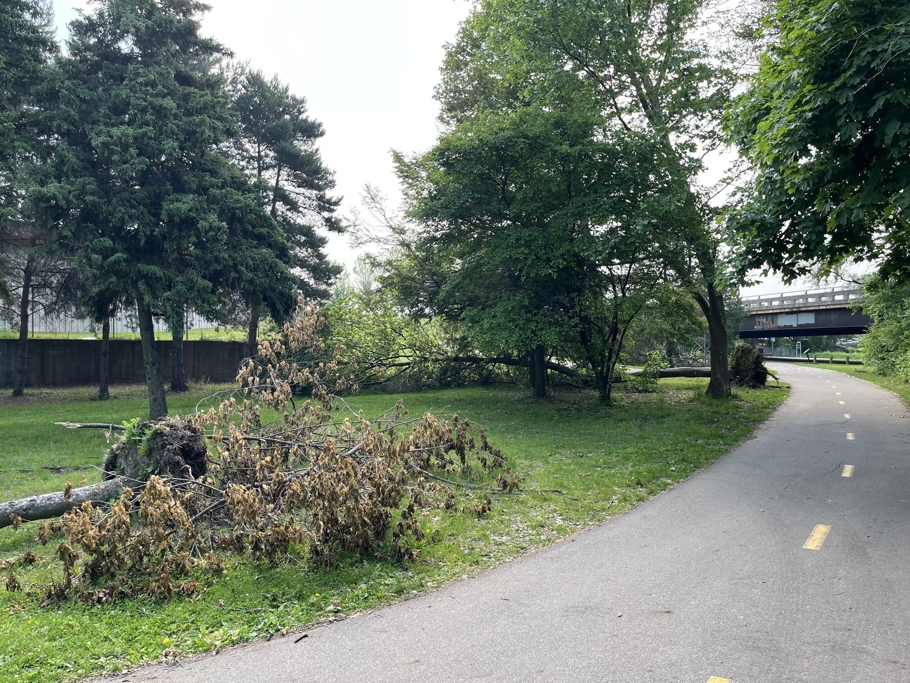 A fallen tree lies next to a paved path in a park with other trees nearby.