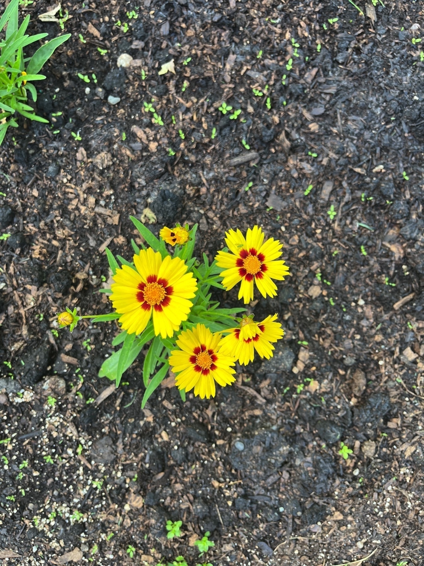 Yellow flowers with red centers are growing on a patch of soil.