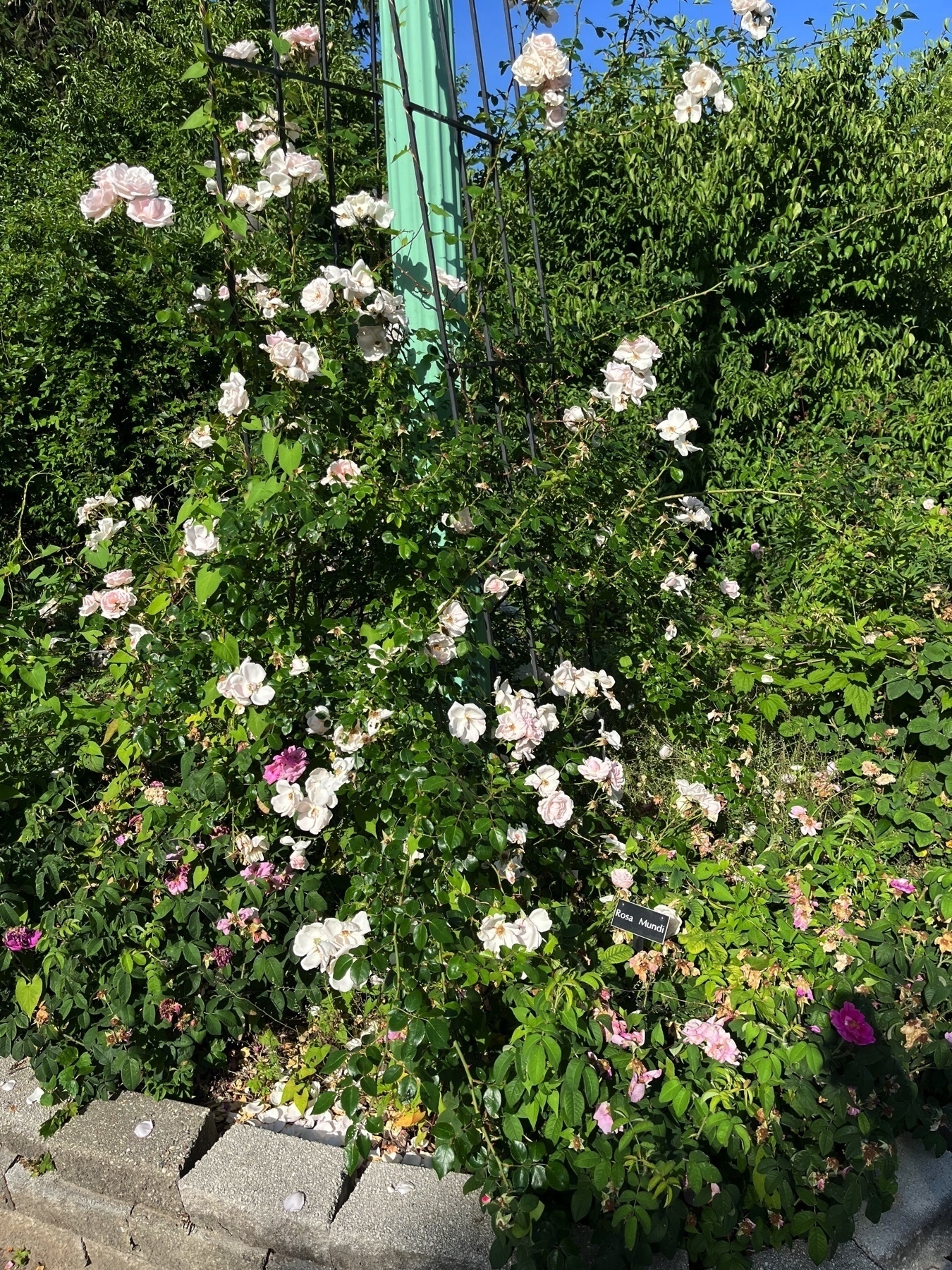 A lush garden setting features a trellis with blooming white and pink roses amidst green foliage and some stone edging.