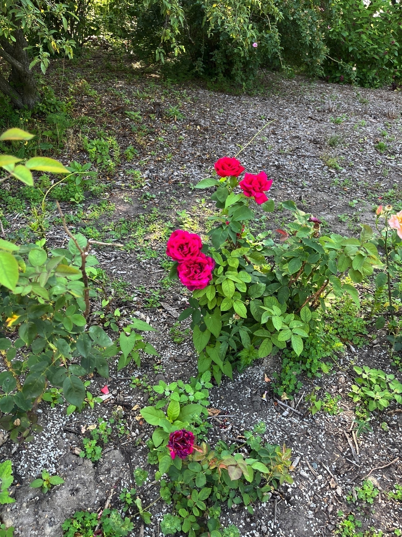 A small rose bush with bright pink flowers is growing on a patch of dirt surrounded by grass and other plants.