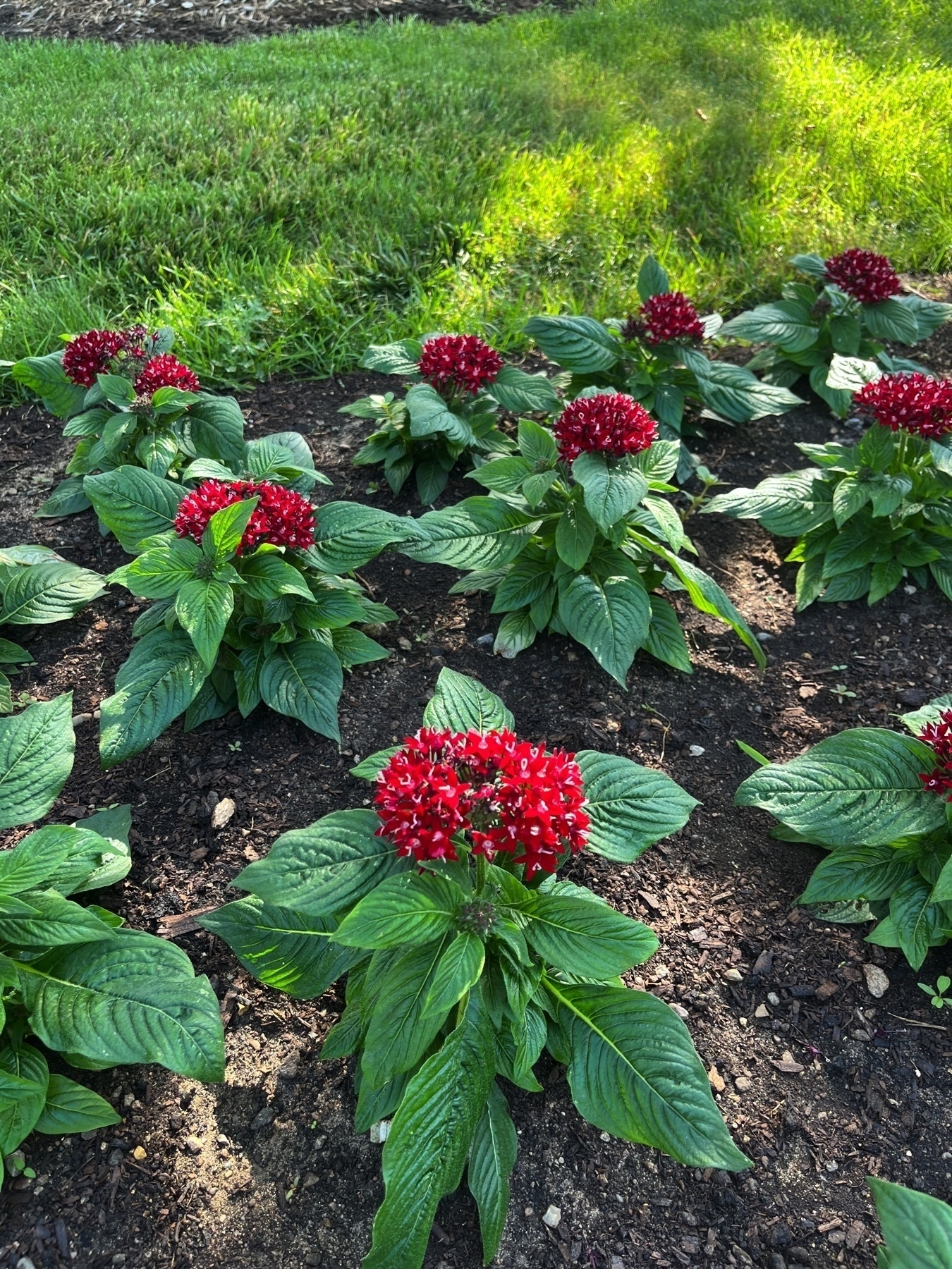 Bright red flowers with green leaves are planted in a garden bed with grass in the background.