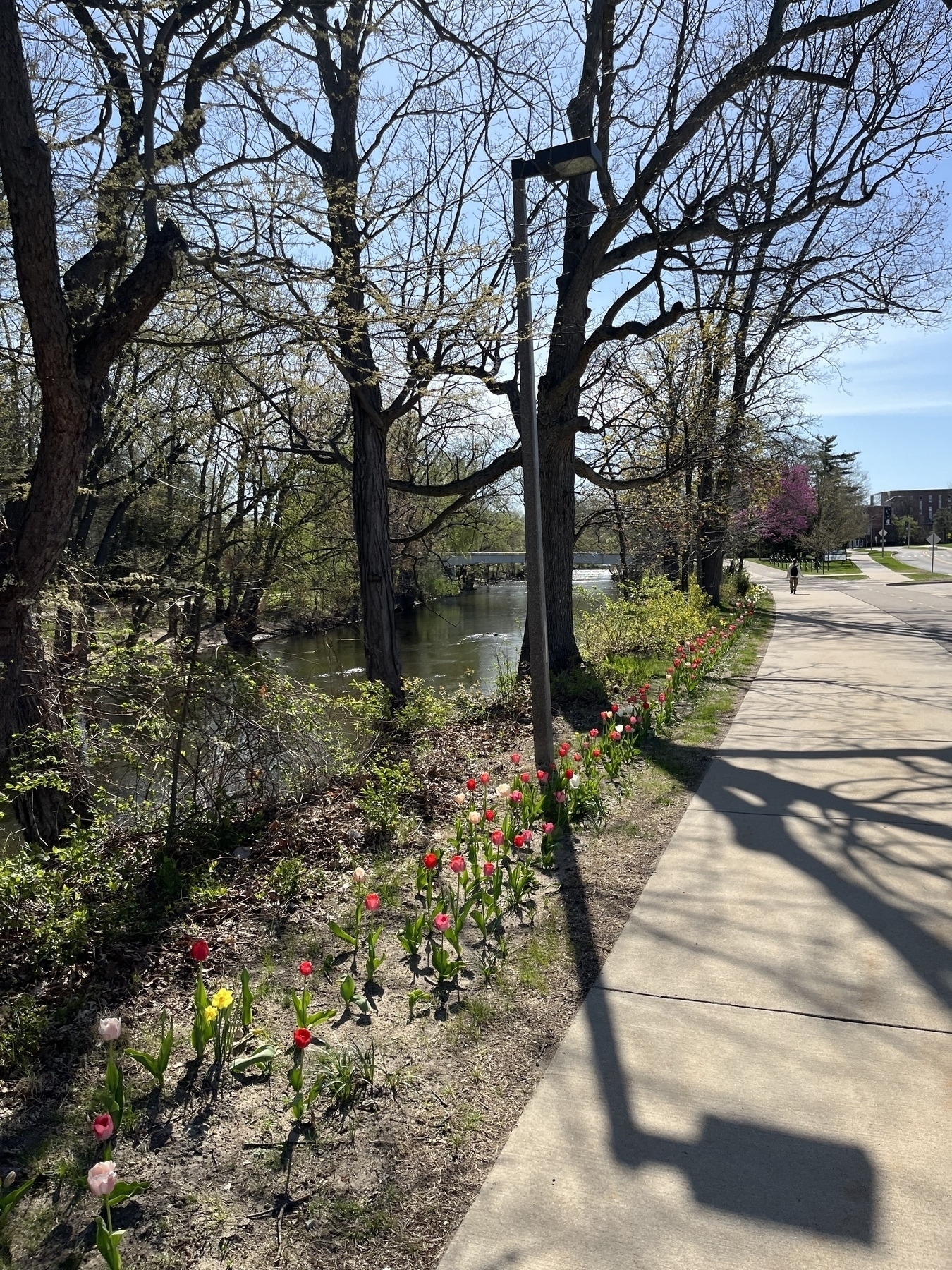 A scenic pathway lined with blooming flowers runs alongside a tranquil river under a clear blue sky.