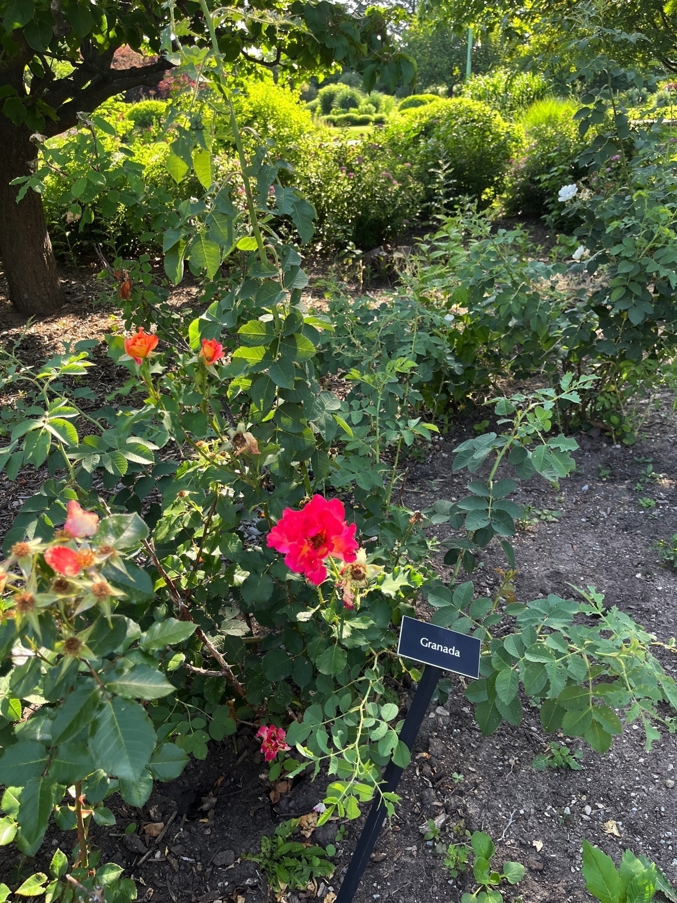 A flowering plant with vibrant red and pink blossoms is labeled Granada in a garden setting.