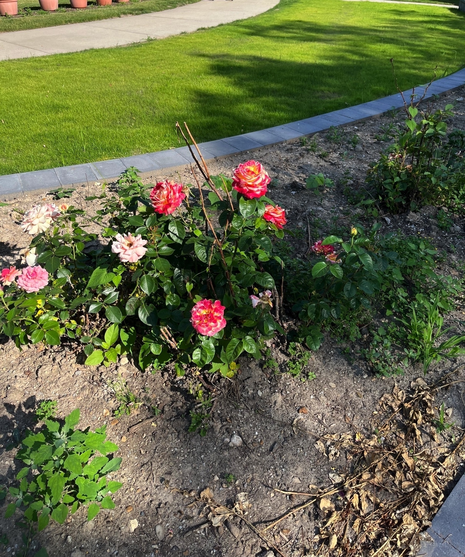 Vibrant roses are blooming in a landscaped garden bed with a neatly trimmed grassy area and a paved path in the background.