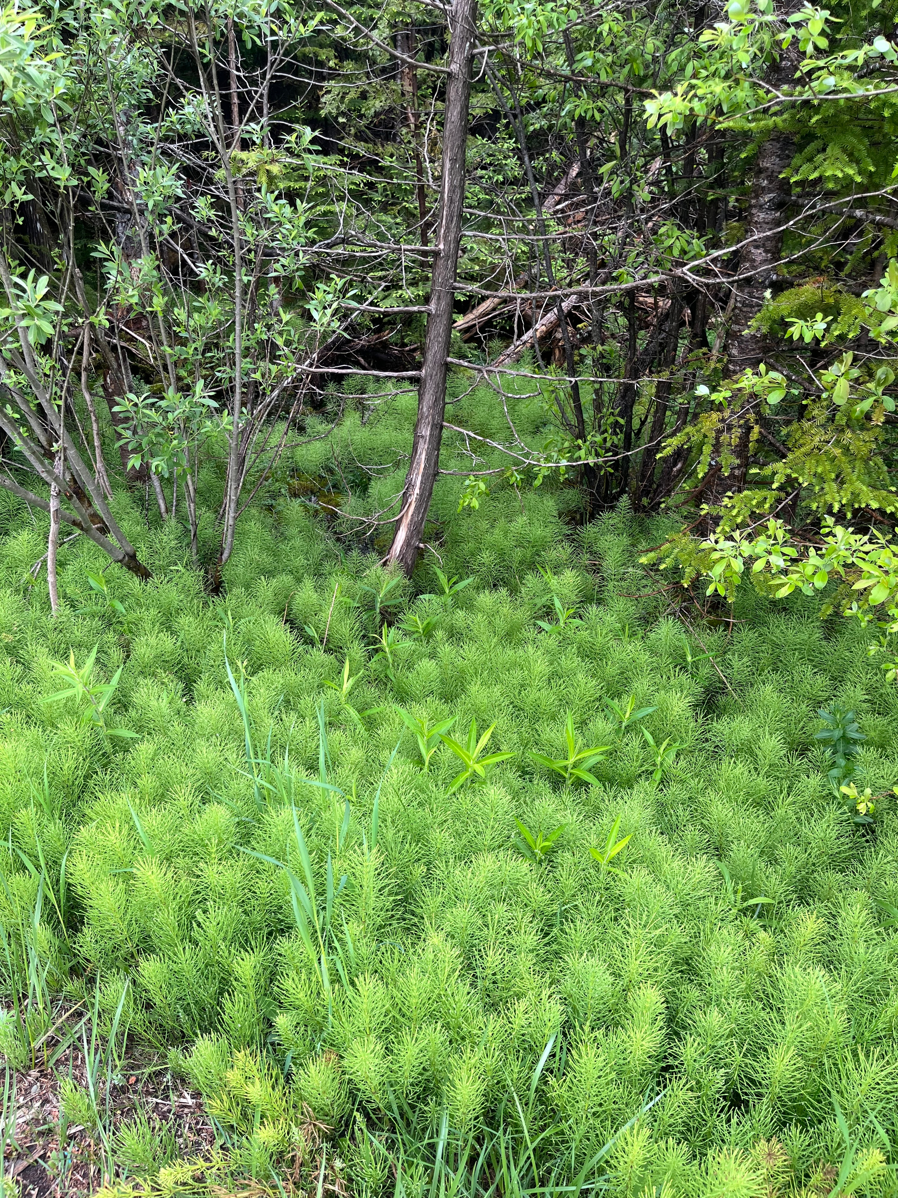 A lush, green forest floor is covered in dense foliage with scattered young trees and shrubs.