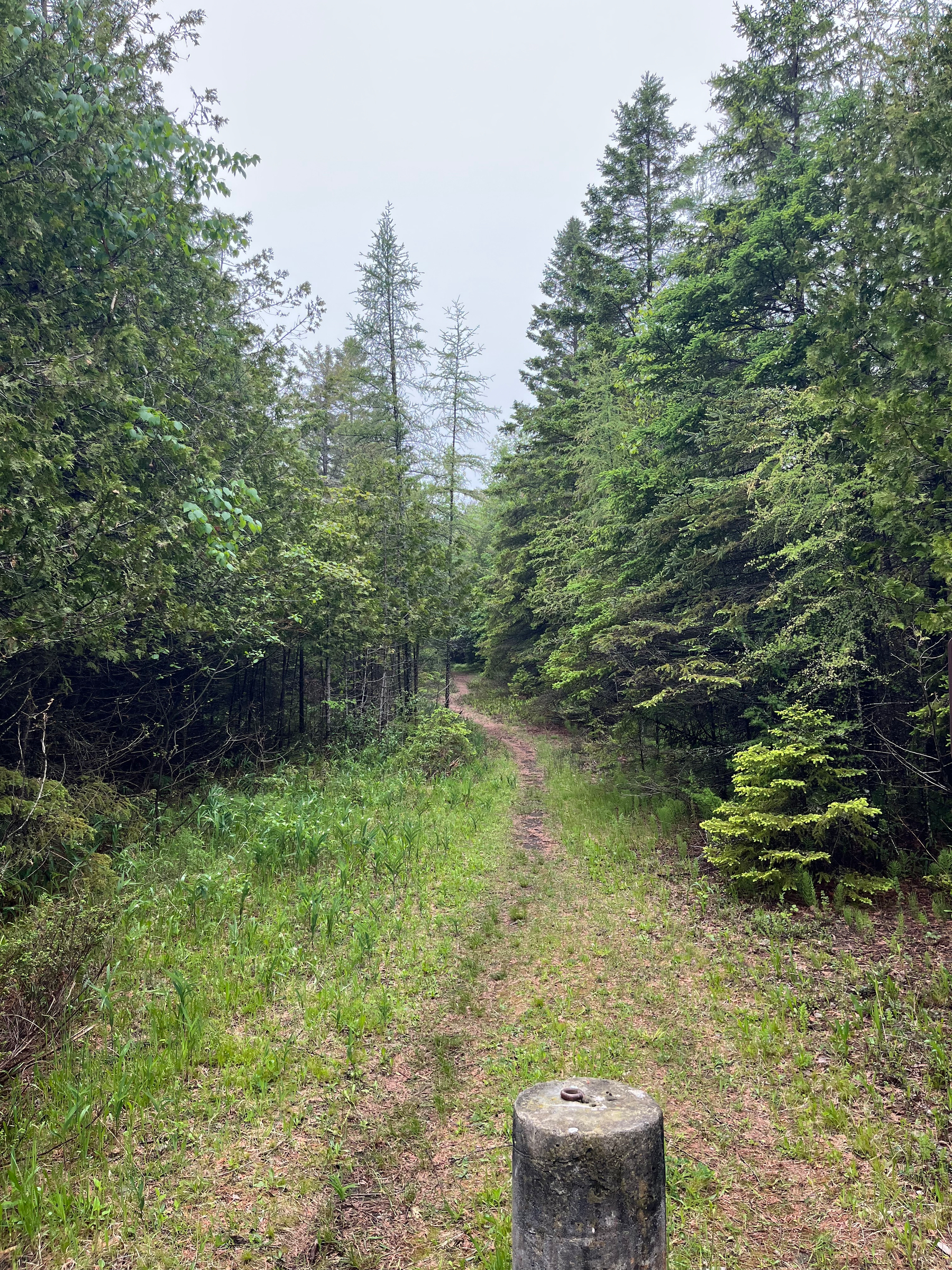 A narrow dirt path winds through a dense forest of tall trees and lush greenery.