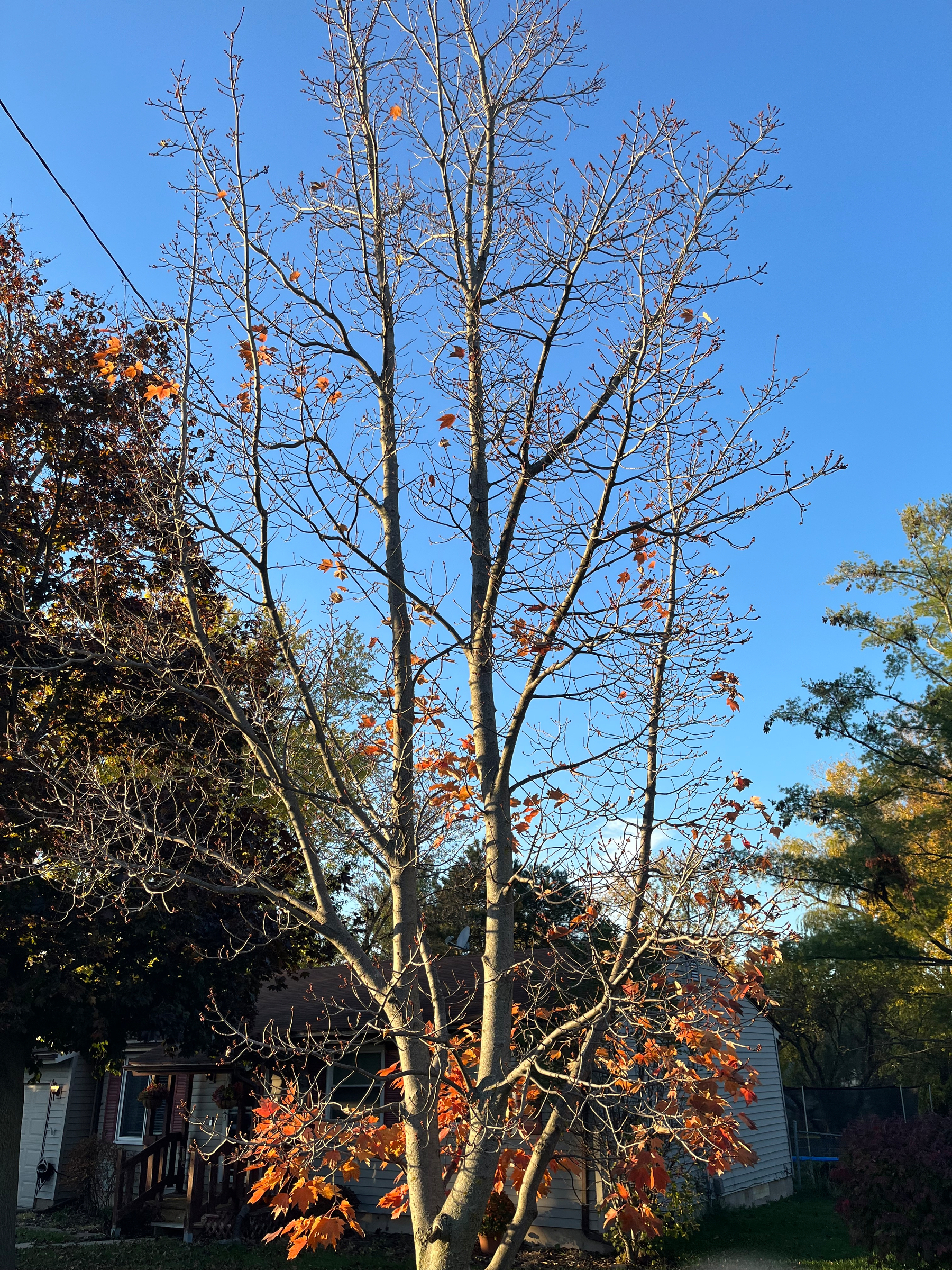 A tree with mostly bare branches and some remaining orange leaves is standing in front of a house under a clear blue sky.