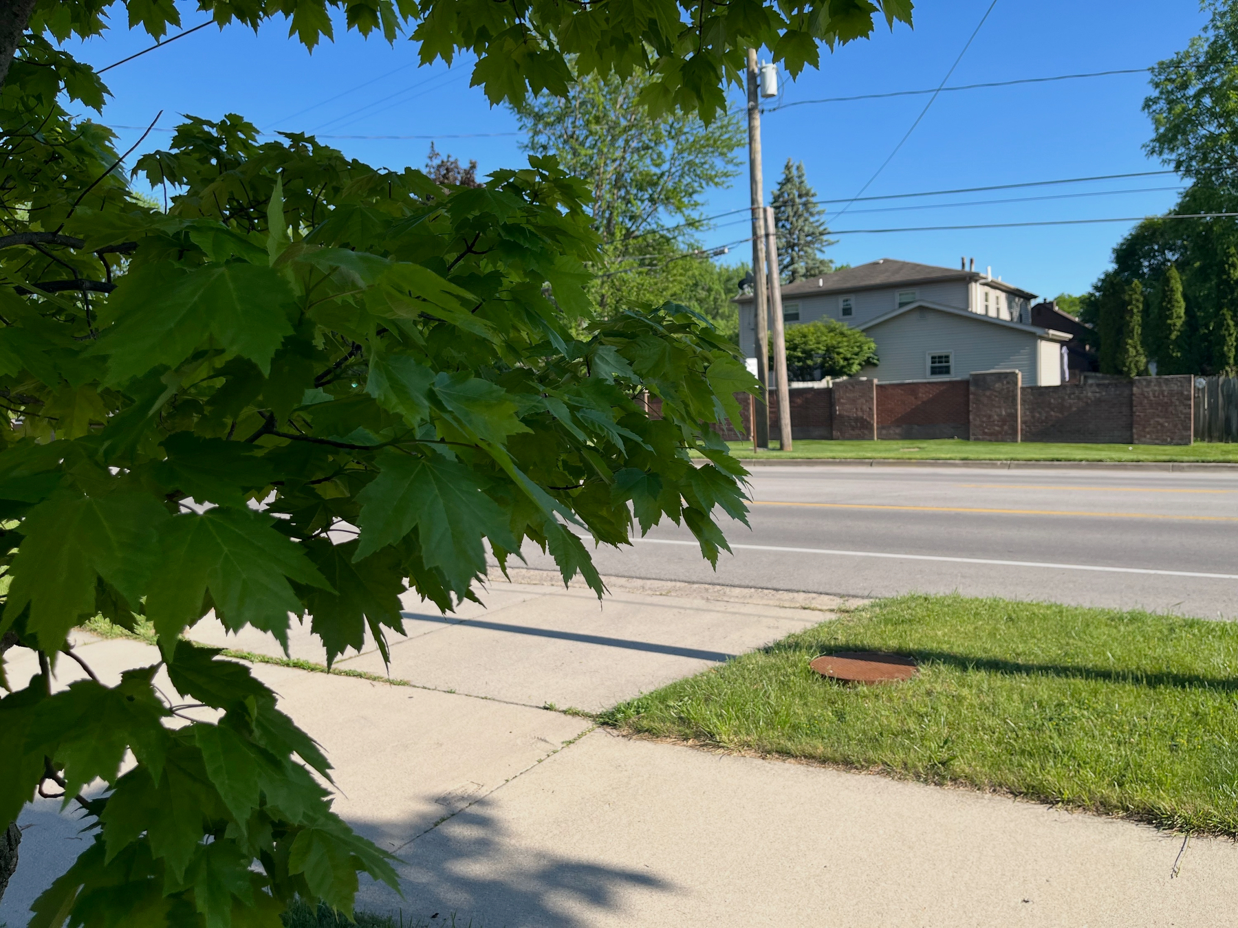 A sidewalk and street are bordered by a tree with lush green leaves, set against a backdrop of residential houses and clear blue sky.