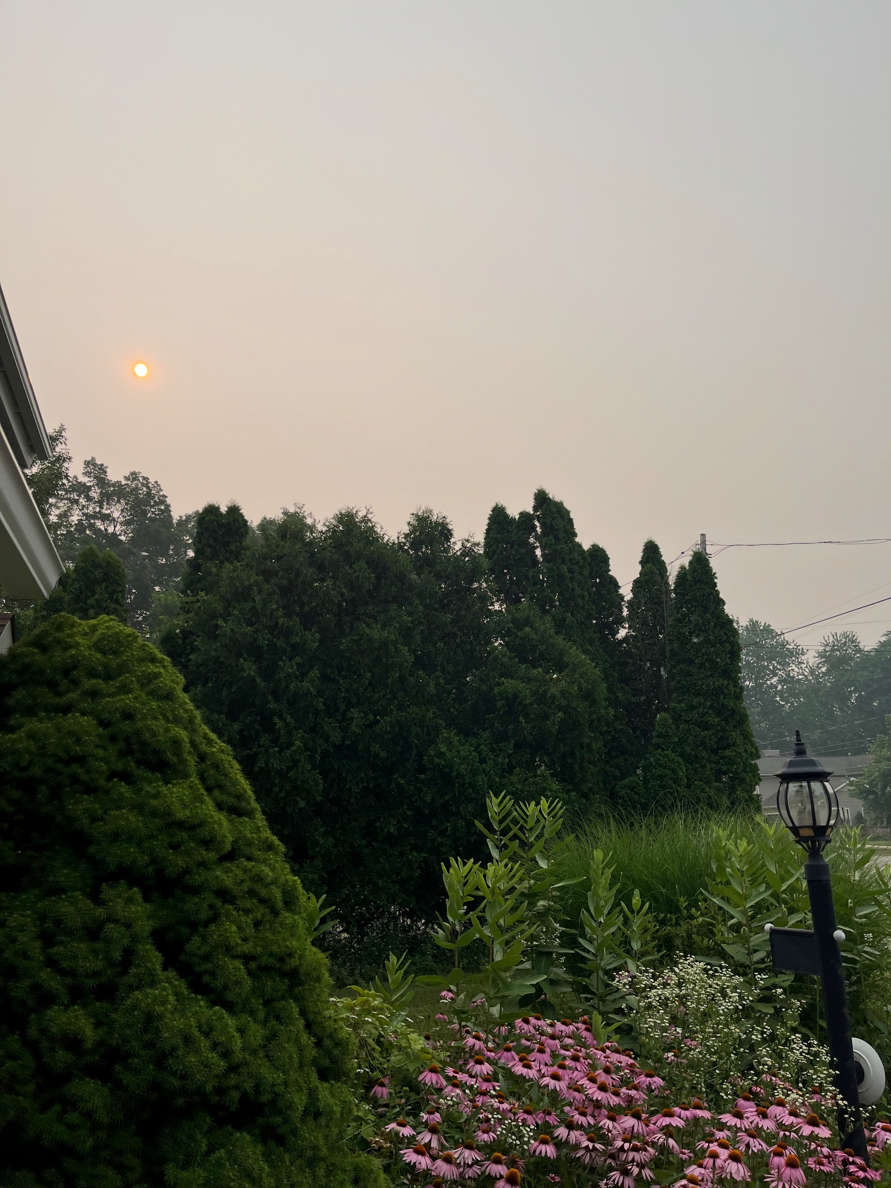 A hazy sky with the sun faintly visible above a garden filled with lush green bushes and blooming pink flowers.