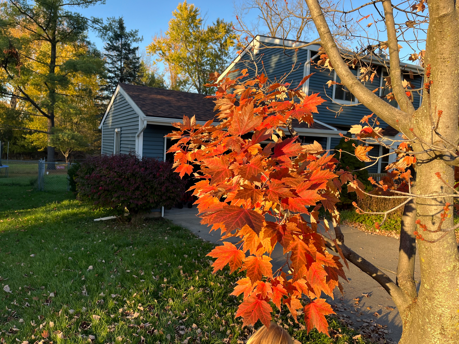 A branch with vibrant orange autumn leaves is in the foreground of a suburban yard featuring a blue house and green lawn.