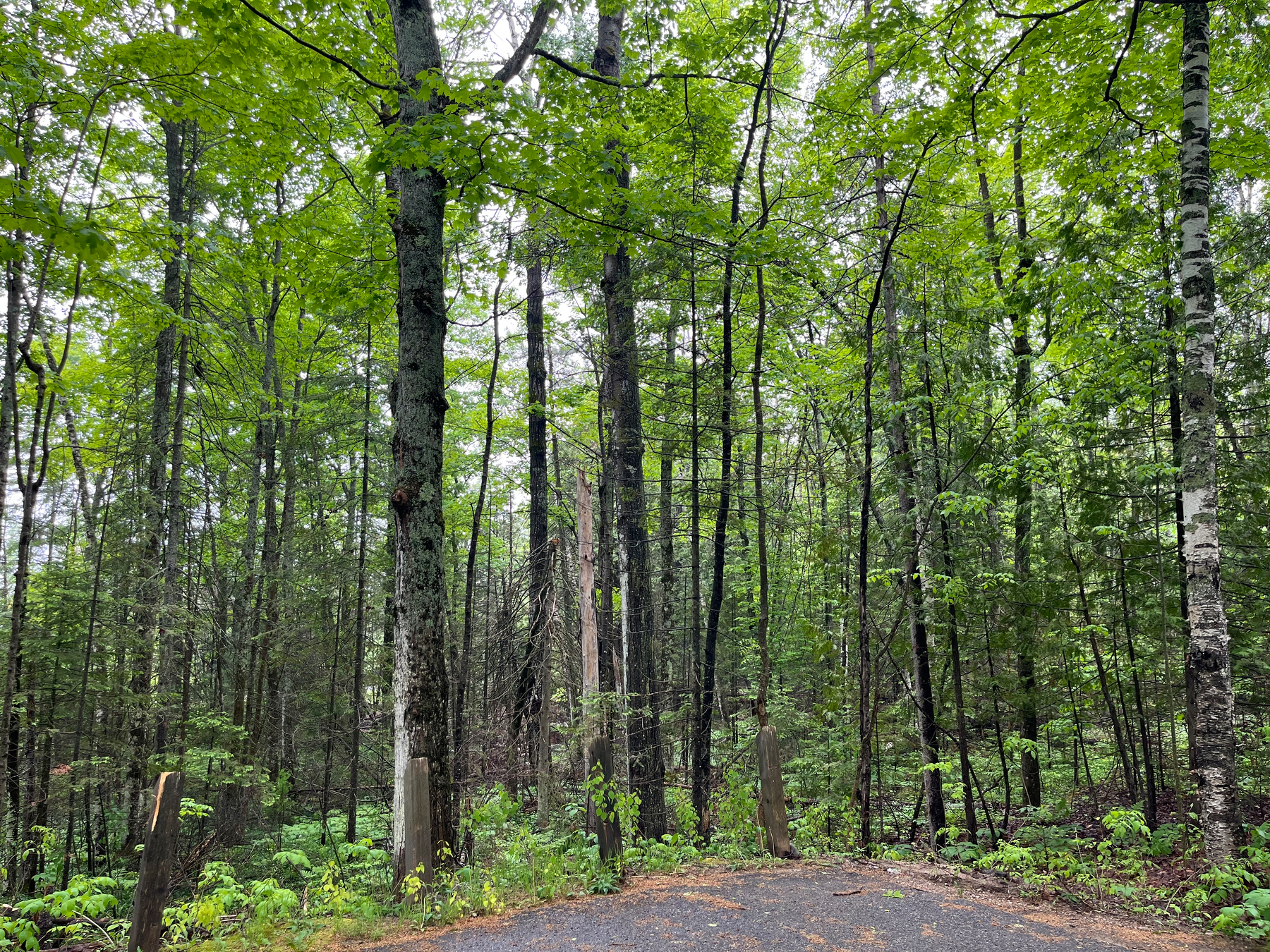 A lush, green forest filled with tall trees and a gravel path running through it.