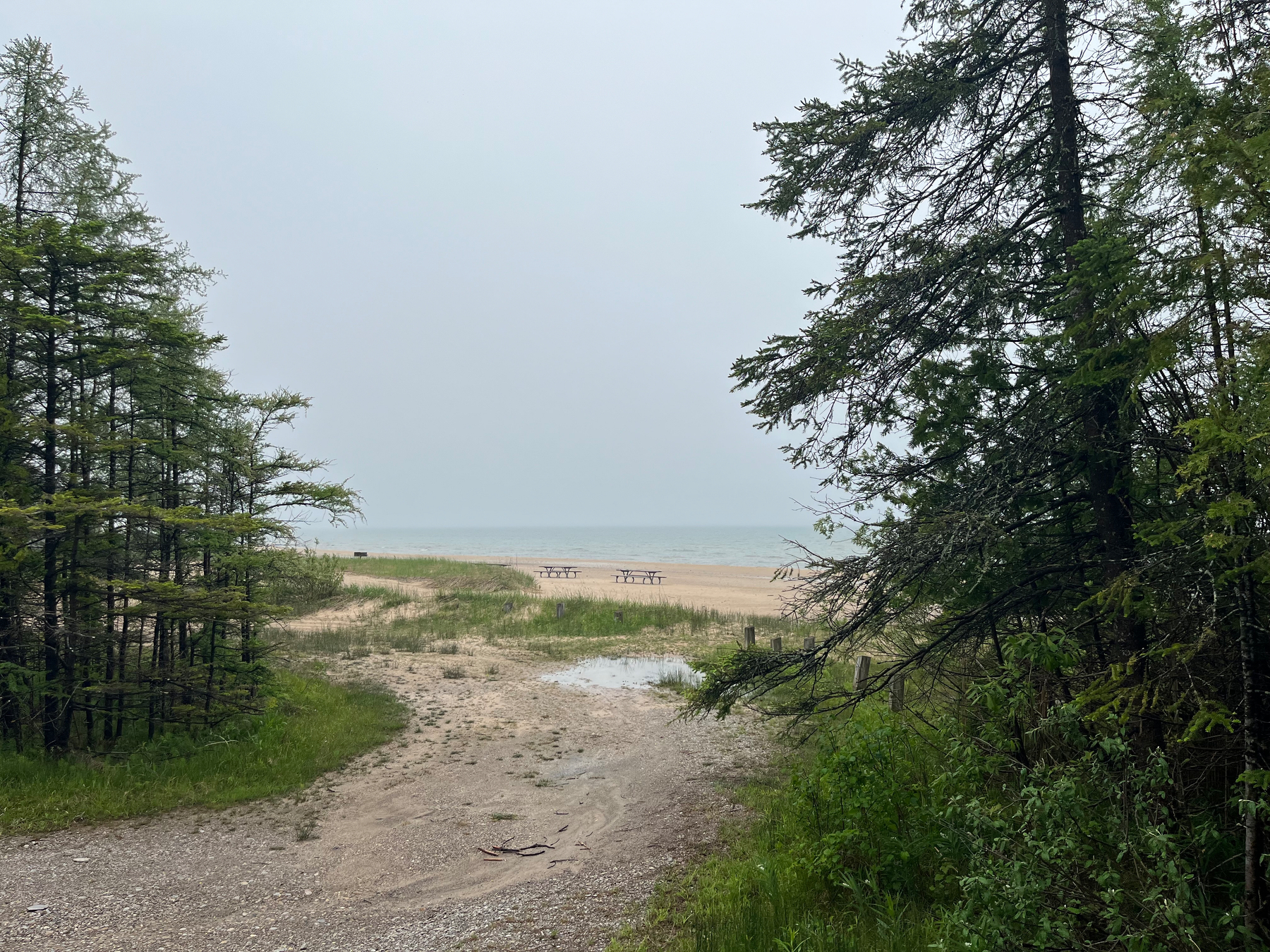 A sandy pathway flanked by lush trees leads to a foggy beach with picnic tables by the water.