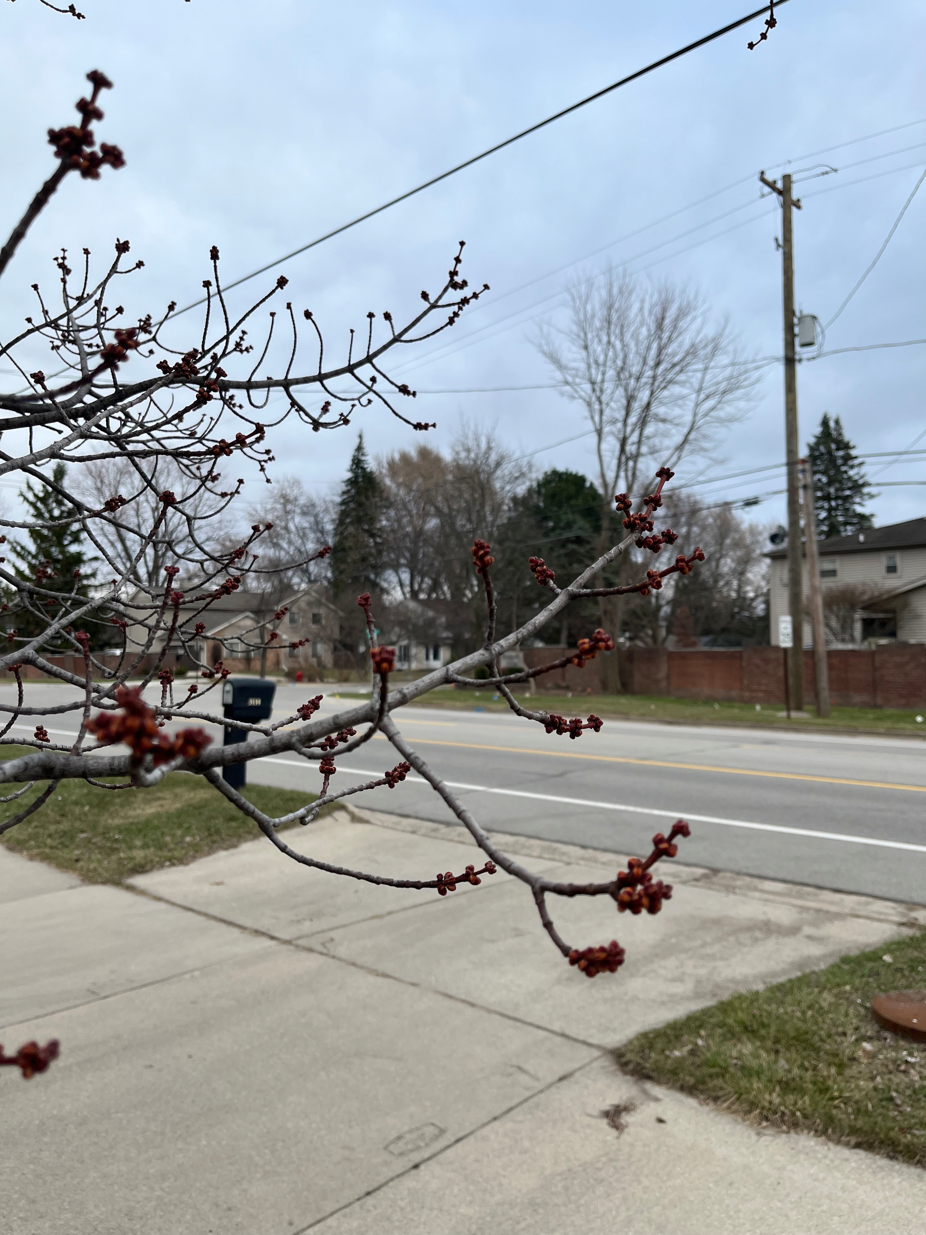 Auto-generated description: Bare tree branches with budding red buds stretch over a suburban street on an overcast day.