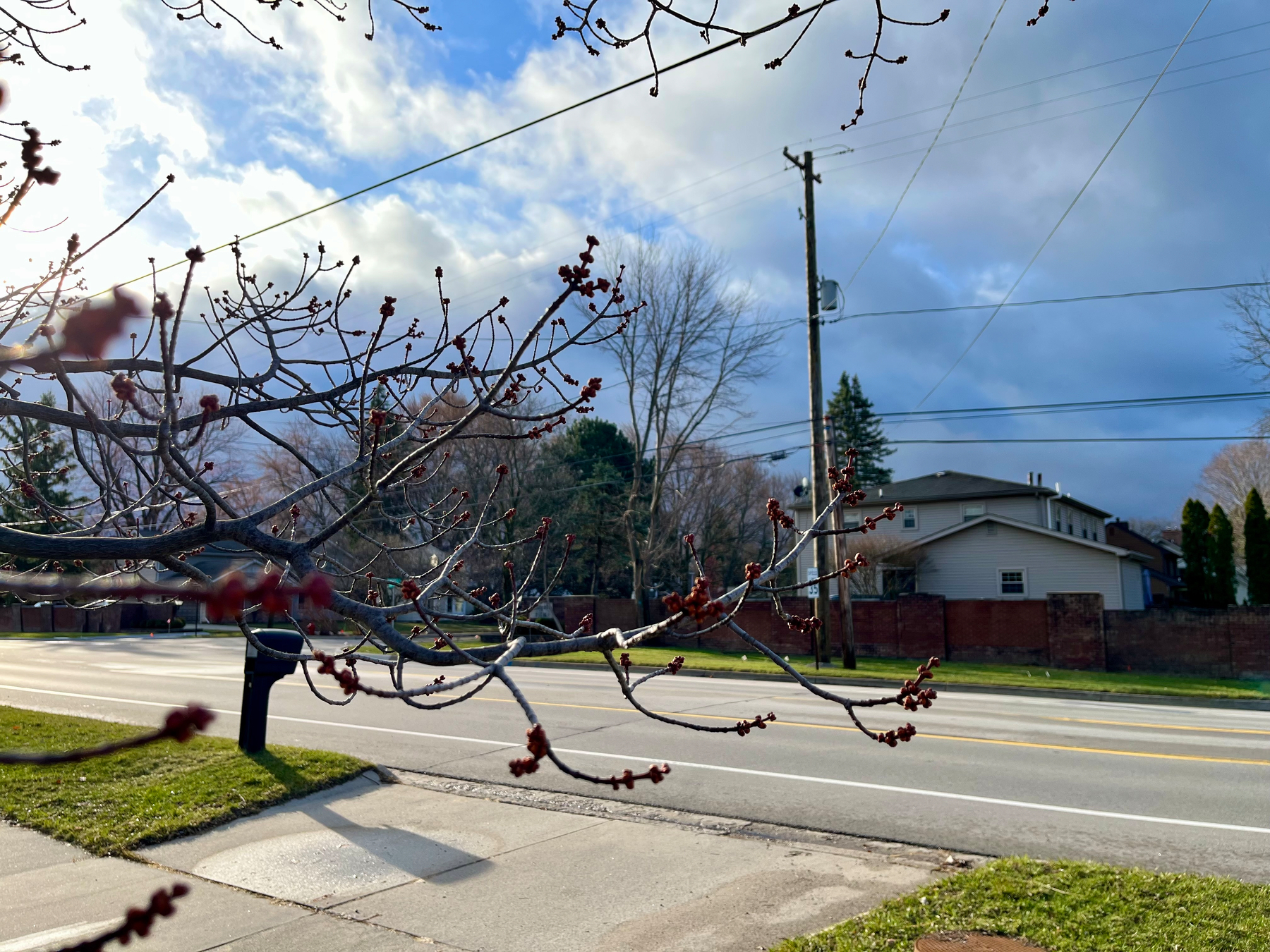 a photo of a budding maple tree with the skyline in the background both overcast and sunny