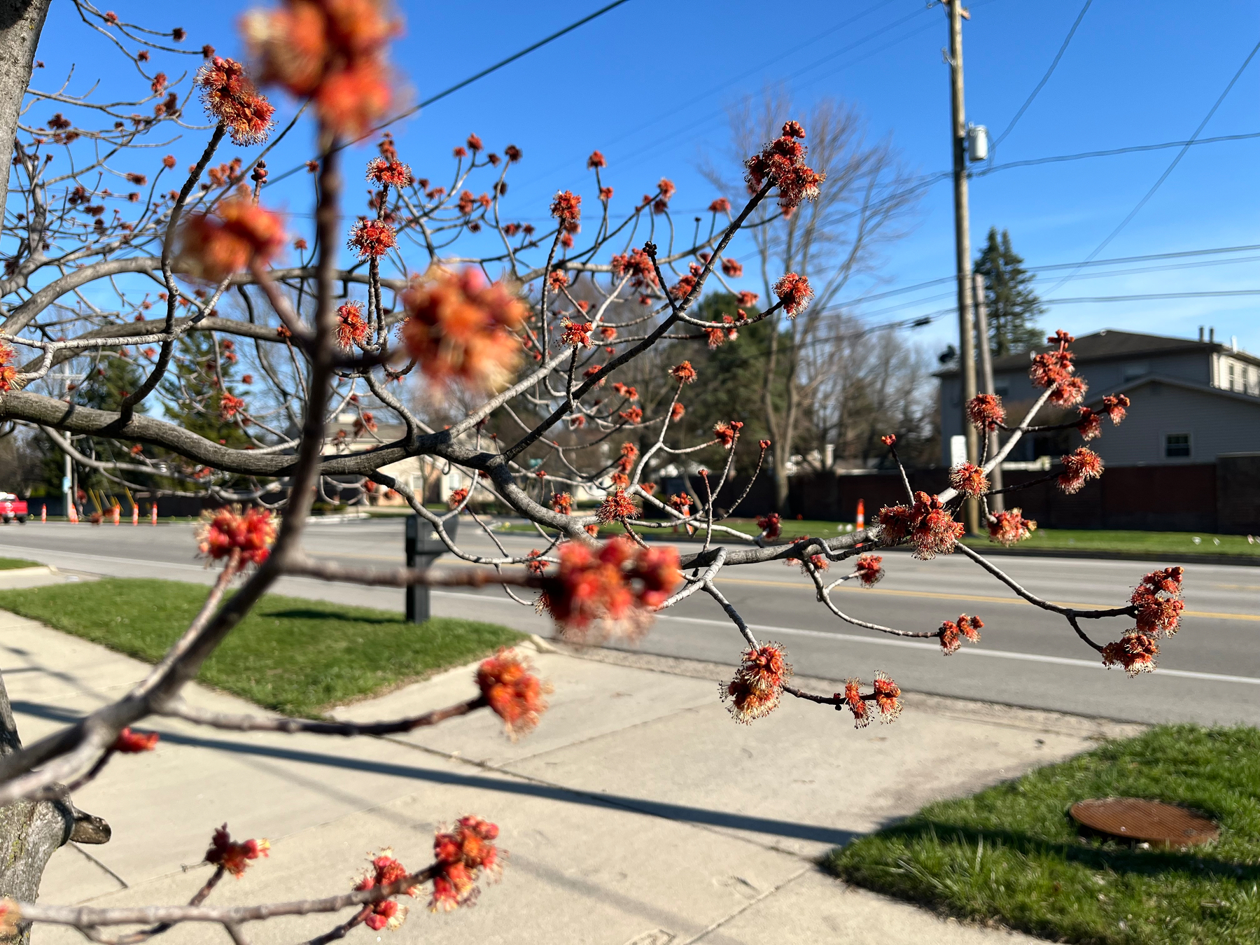 Auto-generated description: A tree with budding red flowers is set against a backdrop of a suburban street and a clear blue sky.