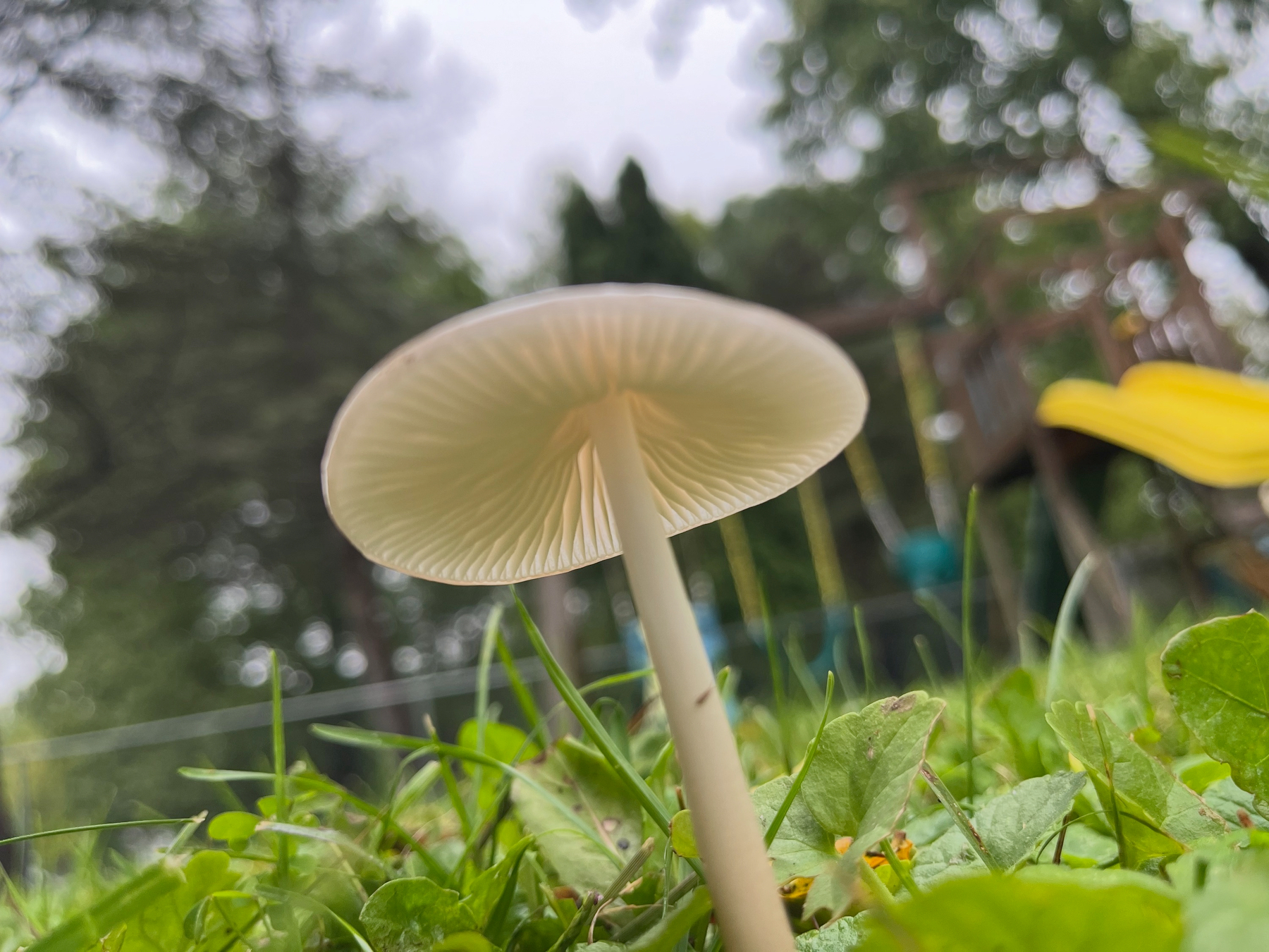 A low-angle, ground-level photograph of a delicate pale white mushroom growing in green grass. The camera looks up from beneath the cap, highlighting the fine, radiating gills illuminated by soft light. In the soft-focus background, leafy trees and a wooden backyard playset with a bright yellow slide are visible under a bright sky.