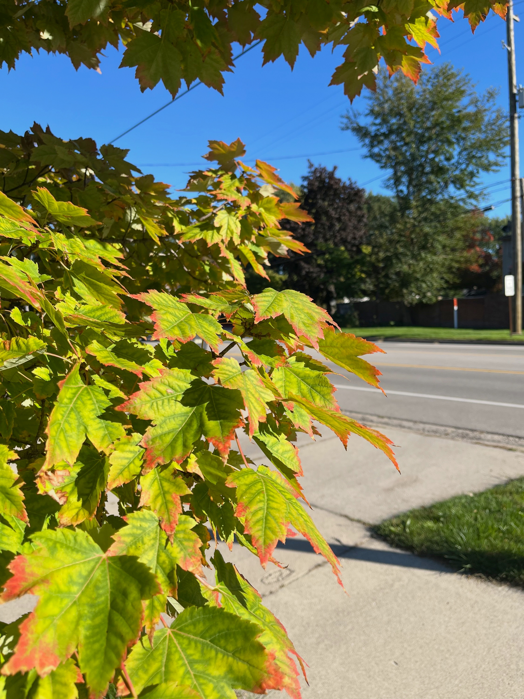 Green leaves with hints of red on the edges are illuminated by sunlight near a sidewalk and a quiet street.