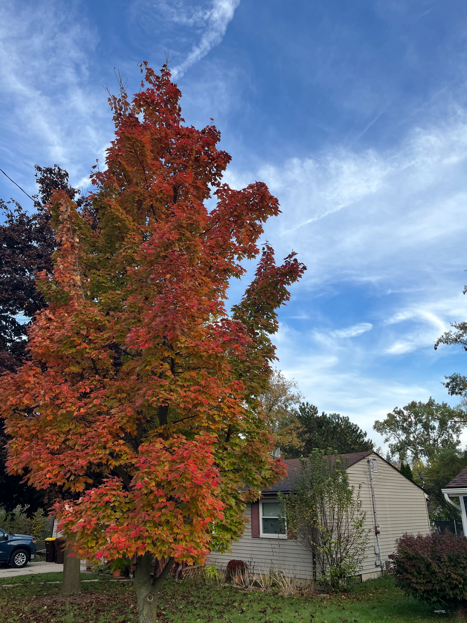 A tall tree with vibrant red and orange autumn leaves stands in front of a small house under a partly cloudy blue sky.