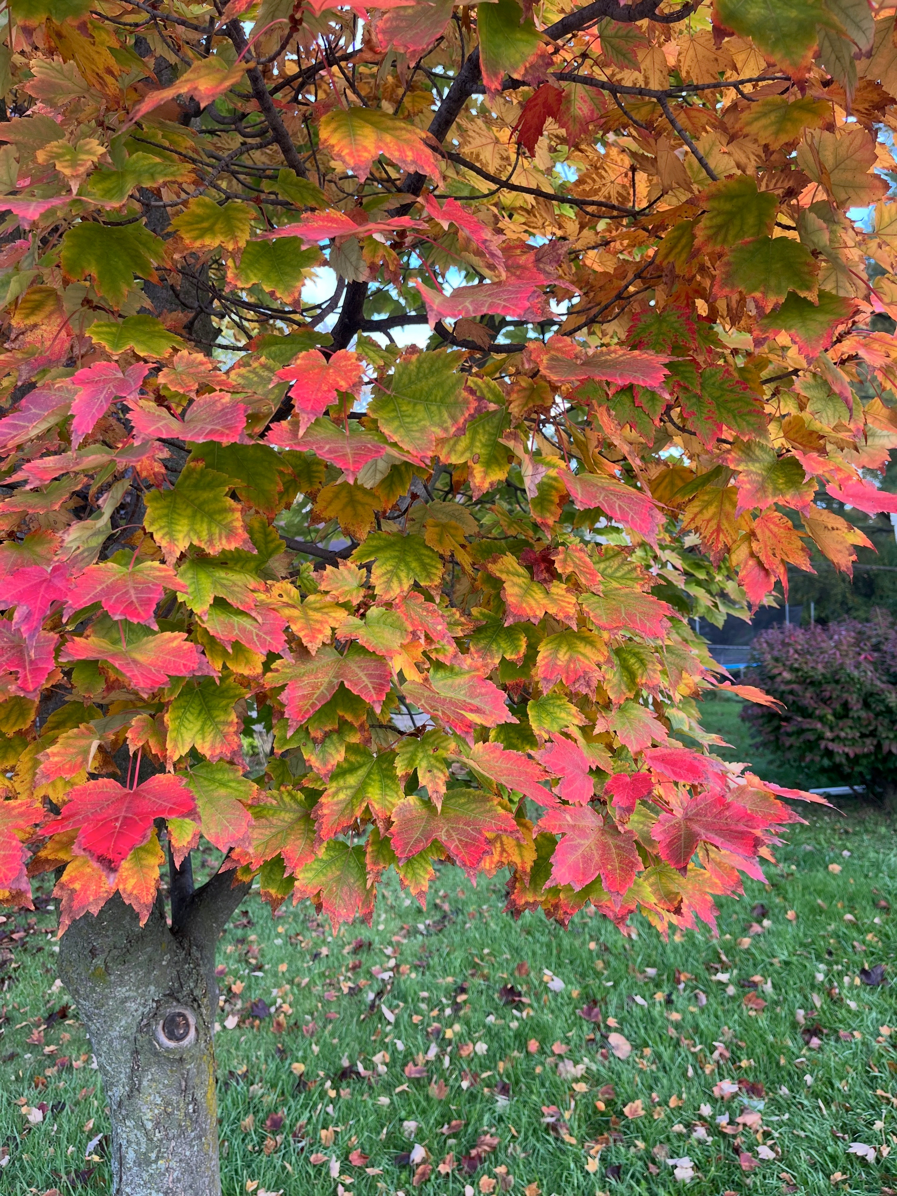 A small tree displays vibrant autumn foliage with a mix of green, orange, and red leaves against a grassy background.